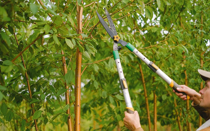 Tree trimming in Brevig Mission, AK