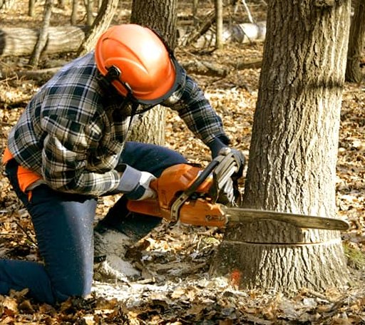 Tree Removal in Brevig Mission, AK